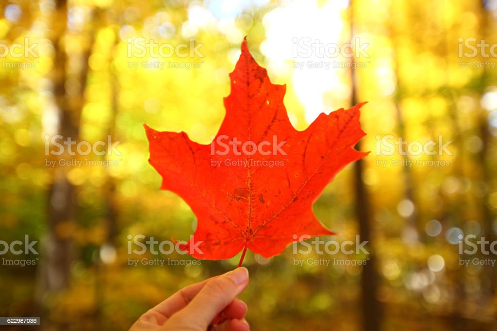 Detail Gambar Daun Maple Nomer 51