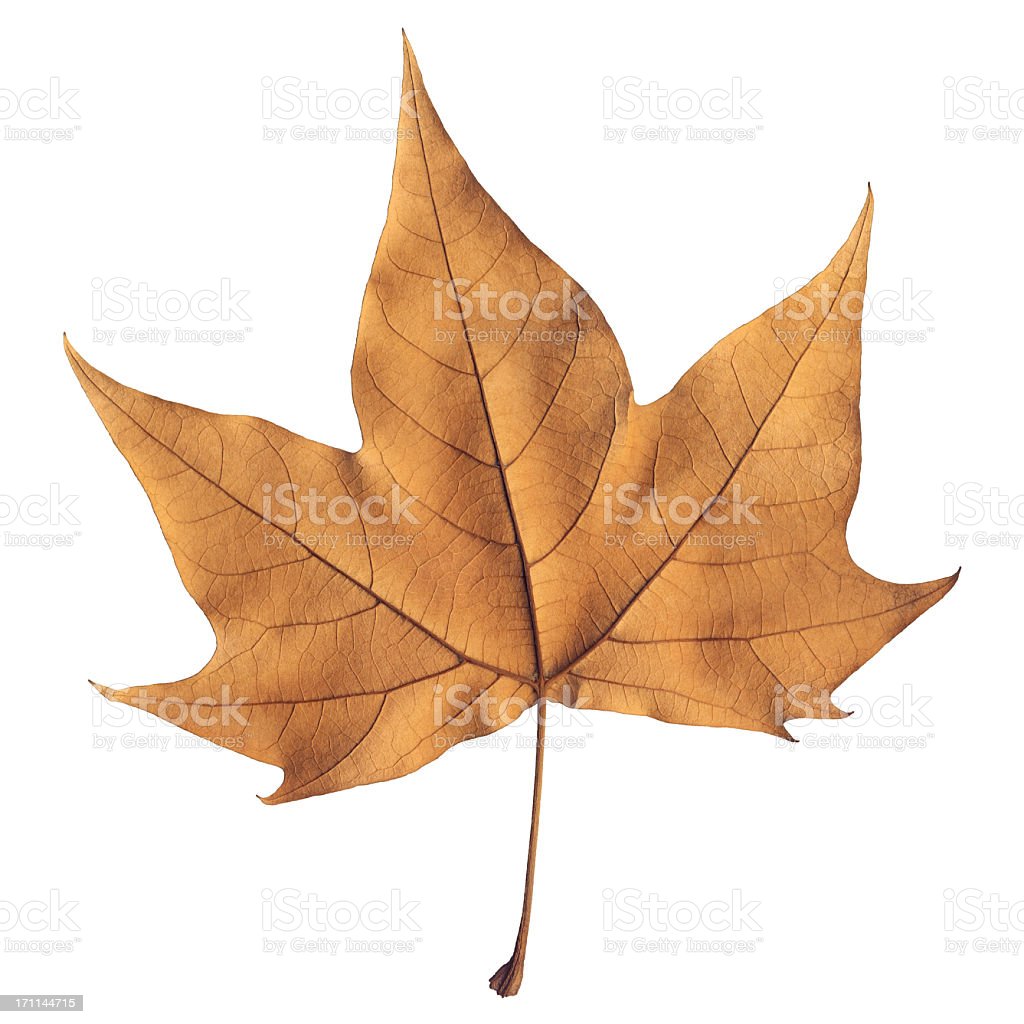 Detail Gambar Daun Maple Nomer 54
