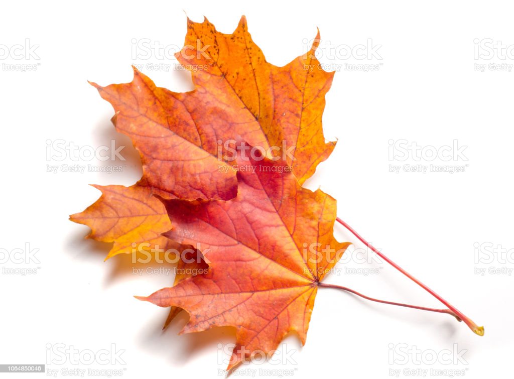 Detail Gambar Daun Maple Nomer 55
