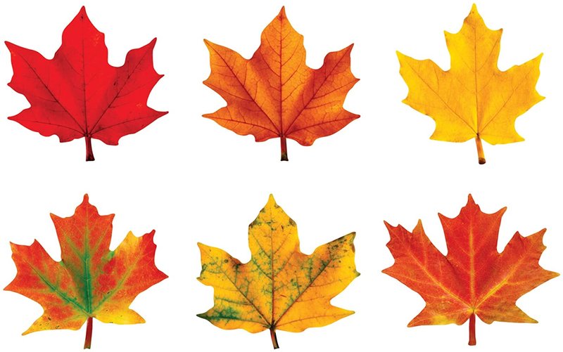 Detail Gambar Daun Maple Nomer 7