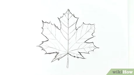 Detail Gambar Daun Maple Nomer 9