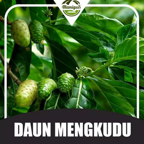 Detail Gambar Daun Mengkudu Nomer 29