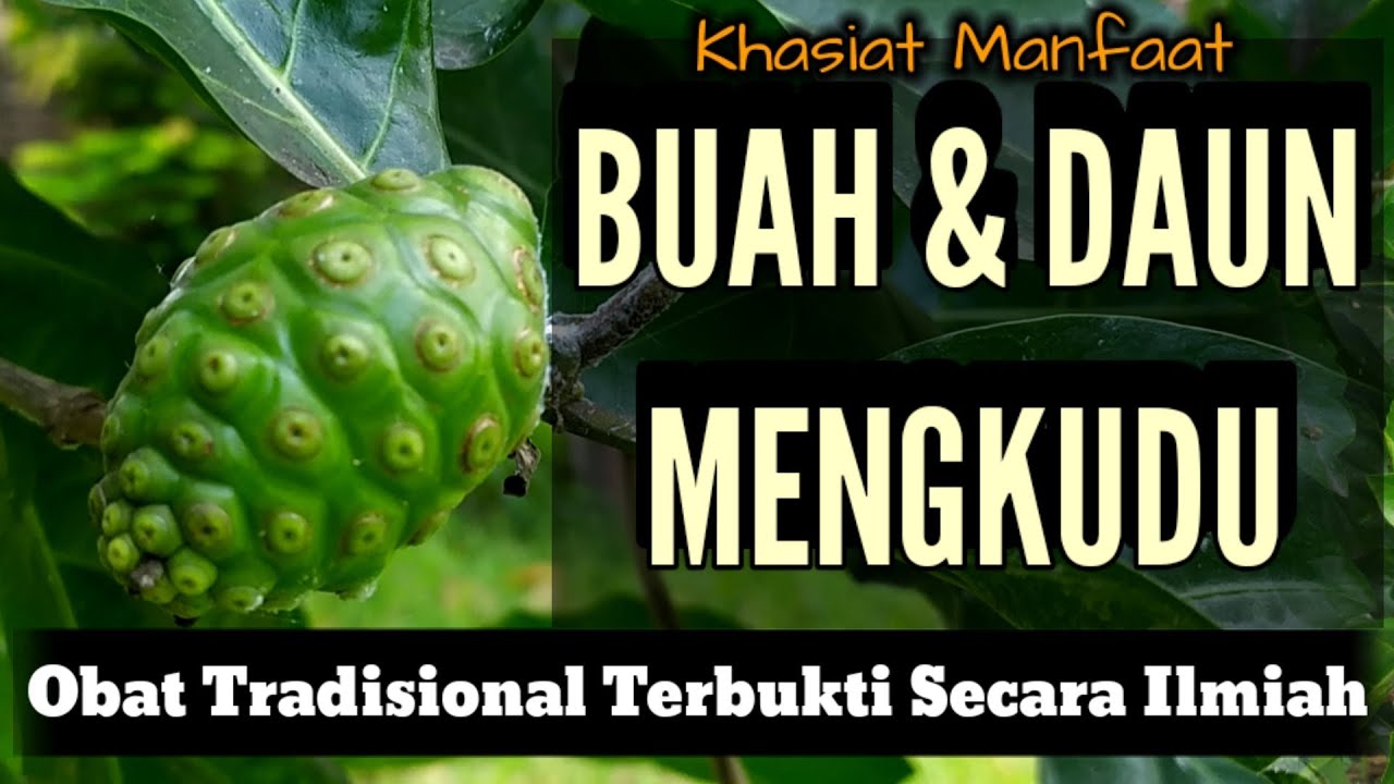 Detail Gambar Daun Mengkudu Nomer 43