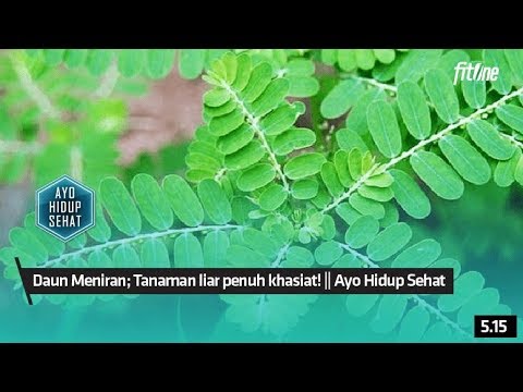 Detail Gambar Daun Meniran Nomer 27