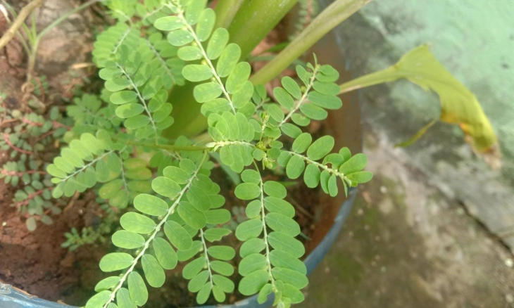 Detail Gambar Daun Meniran Nomer 31