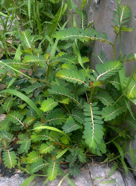 Detail Gambar Daun Meniran Nomer 37