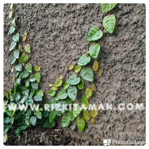 Detail Gambar Daun Menjalar Nomer 53