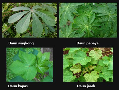 Detail Gambar Daun Menyirip Atau Menjari Nomer 12