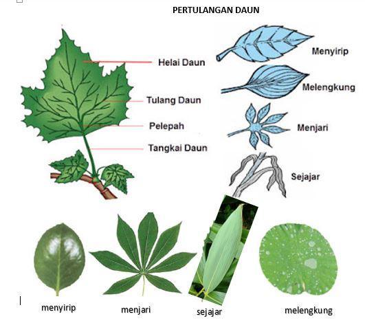 Detail Gambar Daun Menyirip Atau Menjari Nomer 21