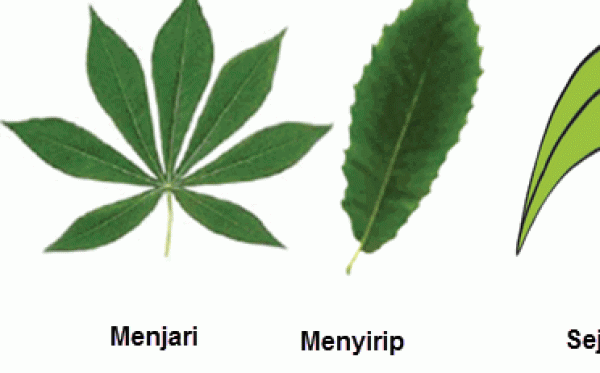 Detail Gambar Daun Menyirip Atau Menjari Nomer 6