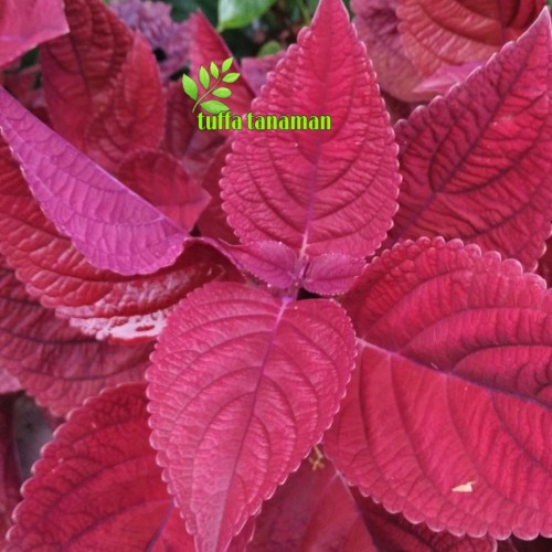 Detail Gambar Daun Miana Merah Nomer 36