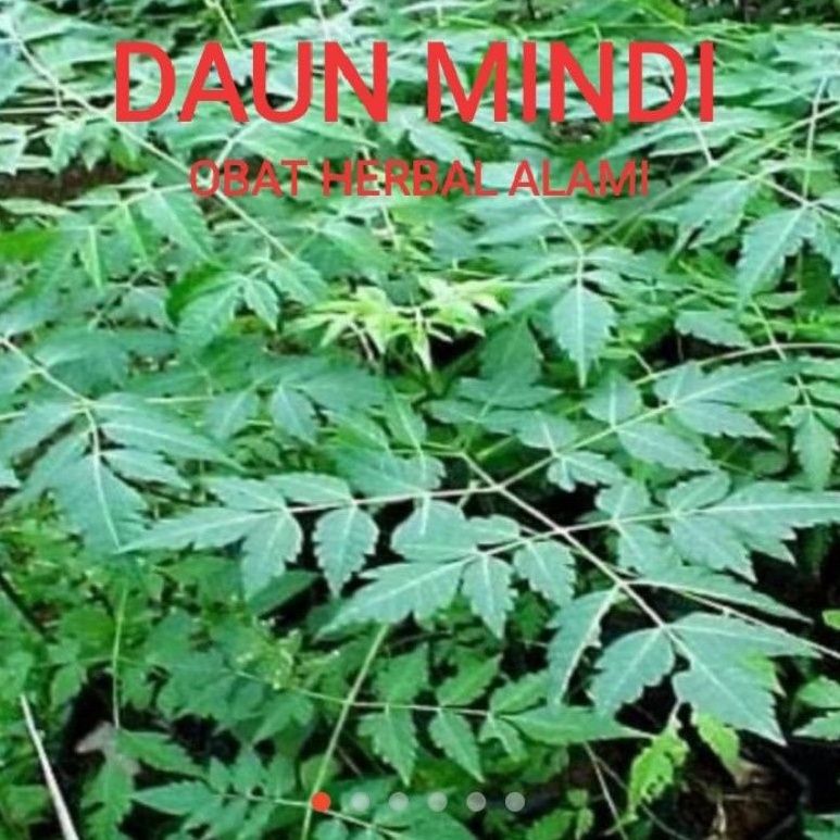 Download Gambar Daun Mindi Nomer 2