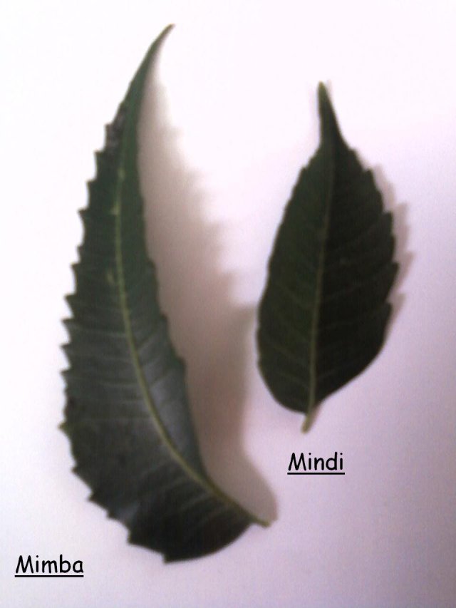 Detail Gambar Daun Mindi Nomer 31