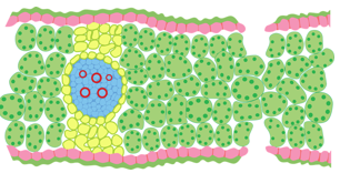 Detail Gambar Daun Monokotil Nomer 16