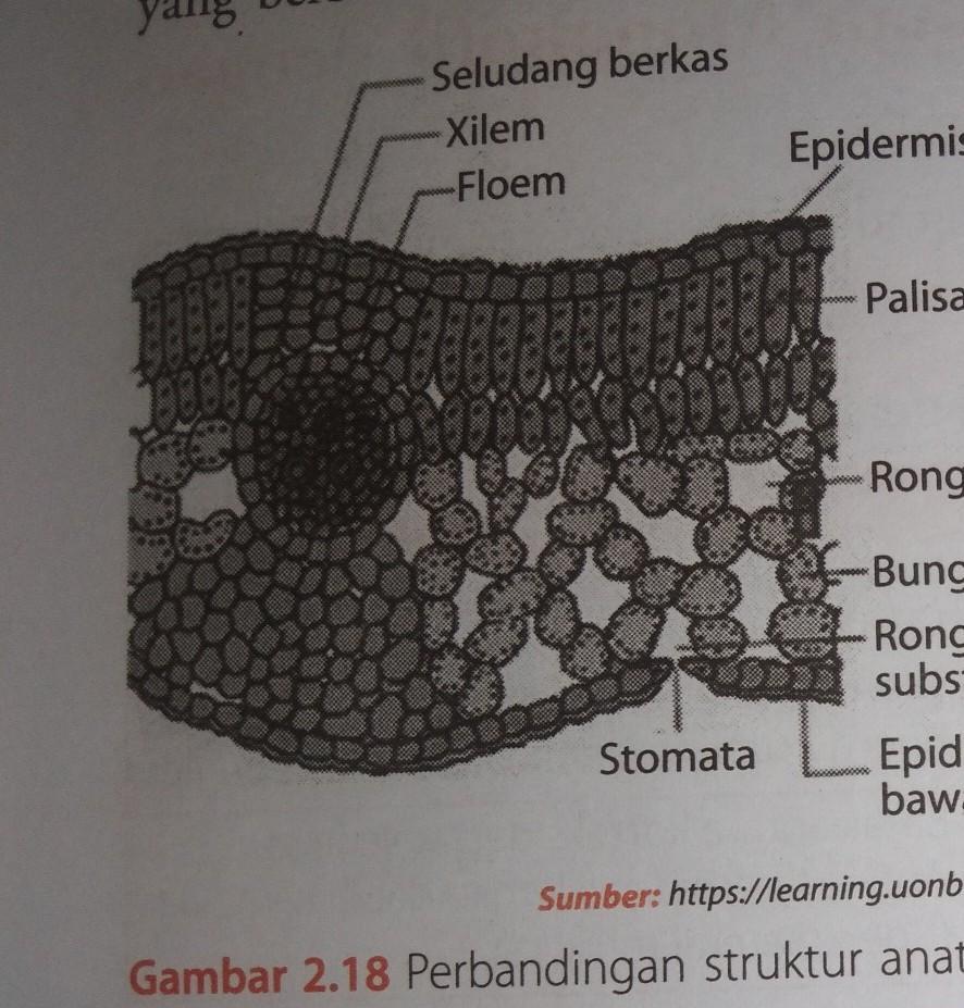 Detail Gambar Daun Monokotil Nomer 42