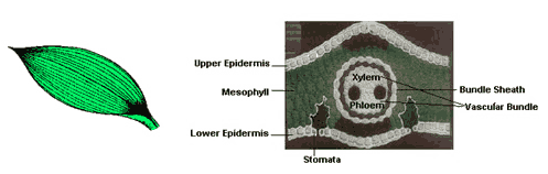 Detail Gambar Daun Monokotil Nomer 54