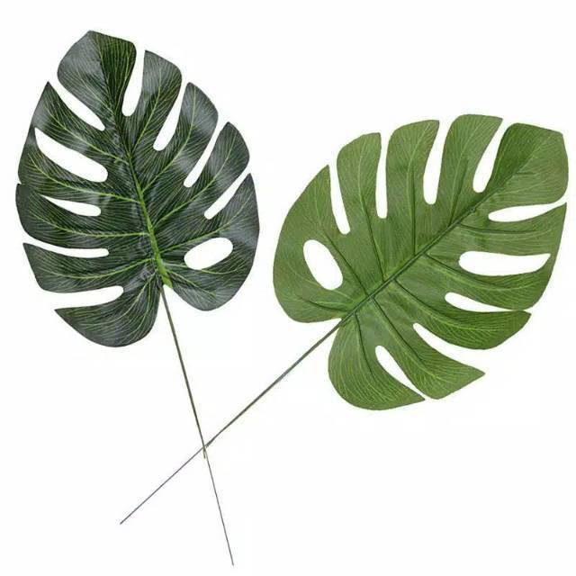 Detail Gambar Daun Monstera Nomer 23