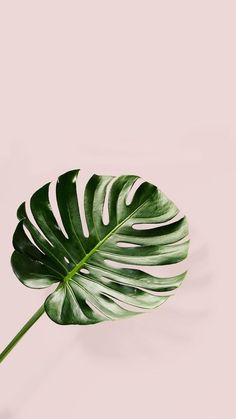 Detail Gambar Daun Monstera Aesthetic Nomer 13