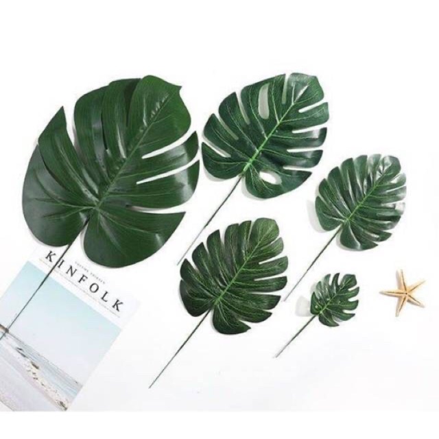 Detail Gambar Daun Monstera Aesthetic Nomer 33