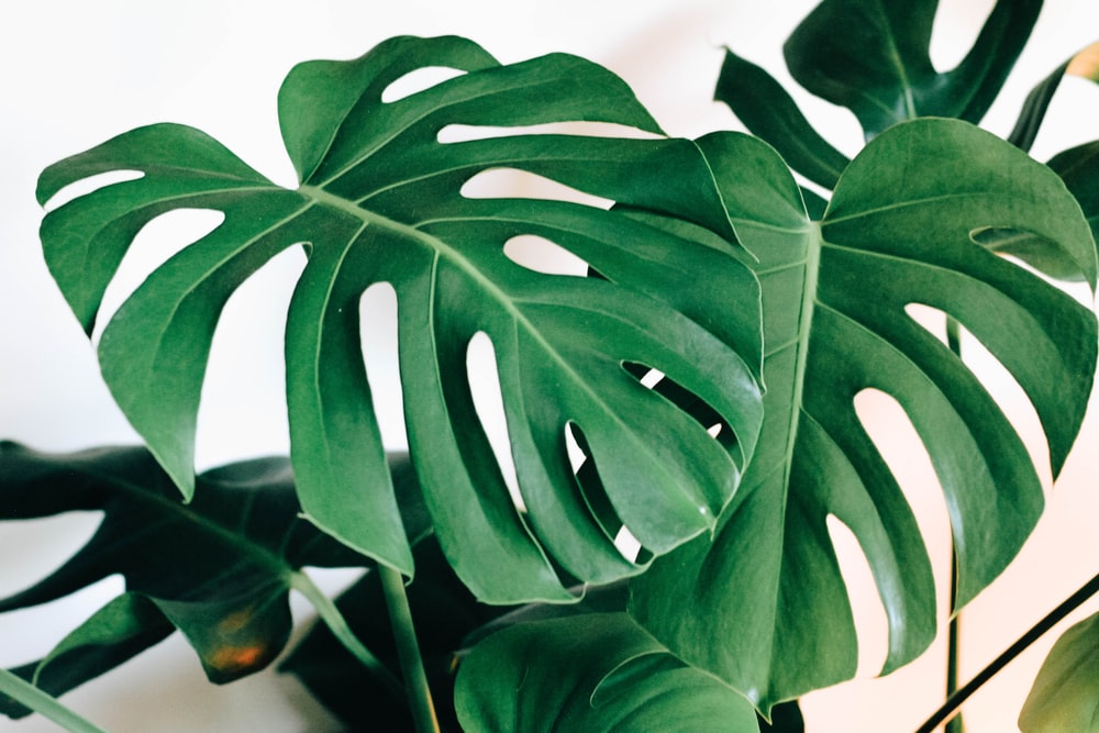 Detail Gambar Daun Monstera Wallpaper Nomer 16