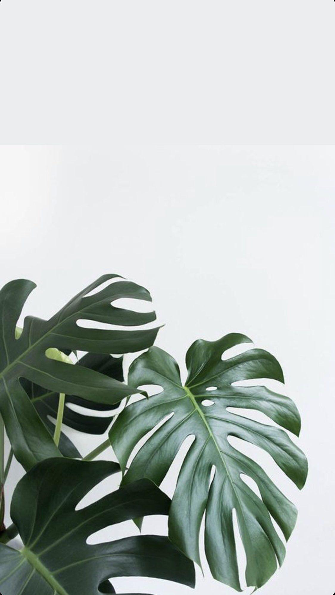 Detail Gambar Daun Monstera Wallpaper Nomer 17