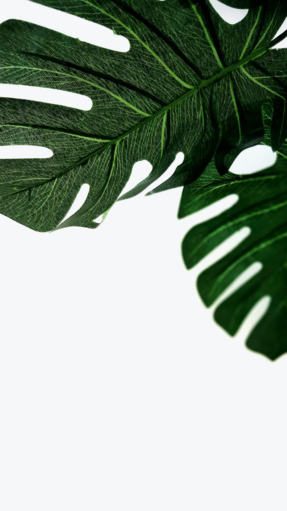 Detail Gambar Daun Monstera Wallpaper Nomer 18