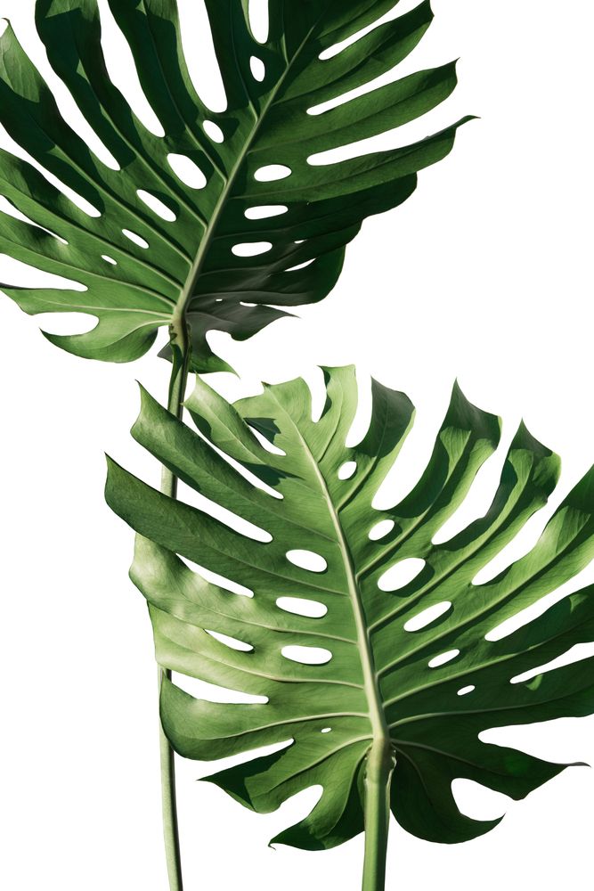 Download Gambar Daun Monstera Wallpaper Nomer 20