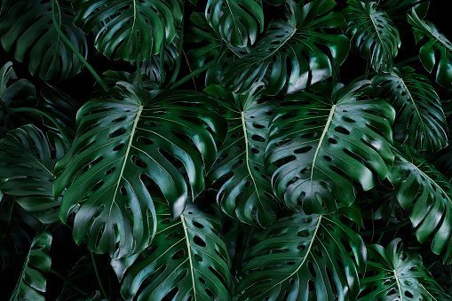 Detail Gambar Daun Monstera Wallpaper Nomer 22