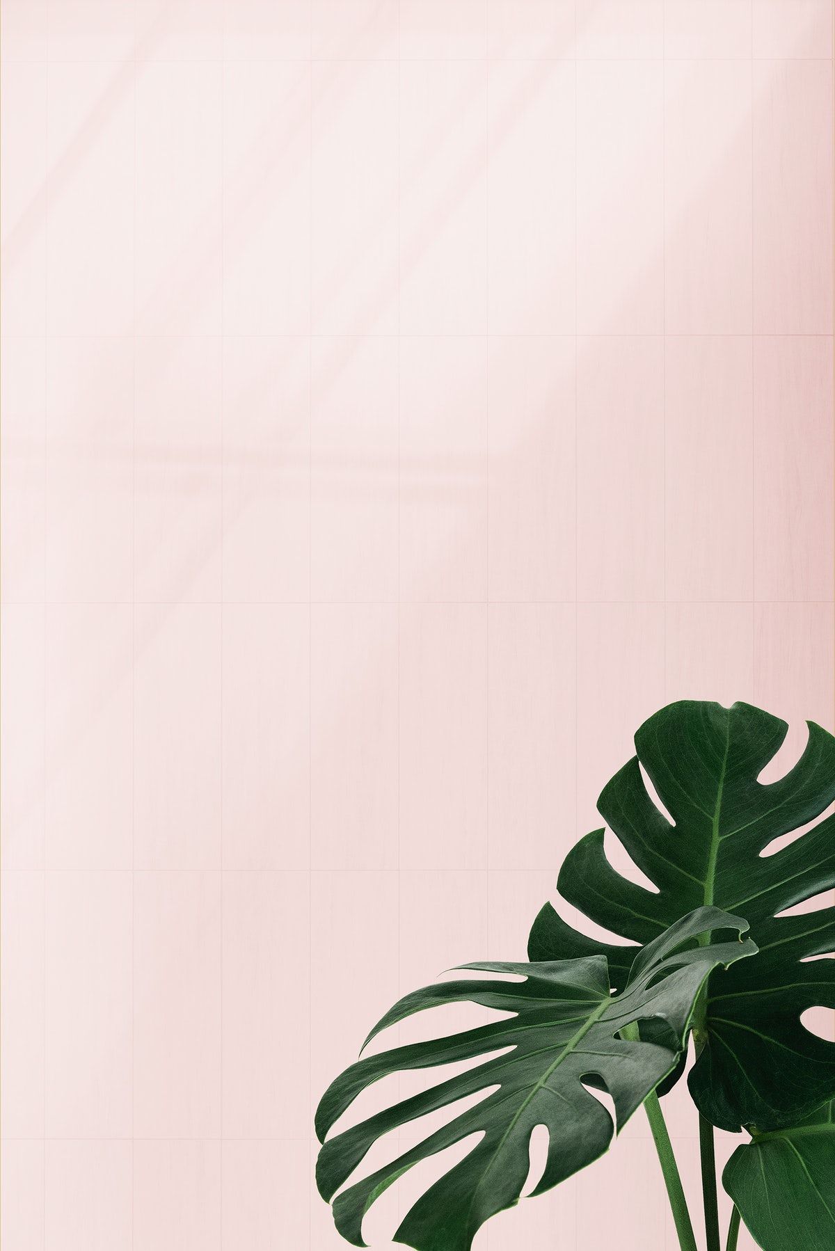 Detail Gambar Daun Monstera Wallpaper Nomer 25