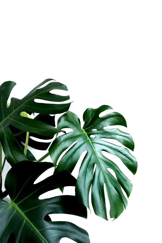 Detail Gambar Daun Monstera Wallpaper Nomer 28