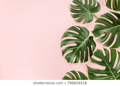 Detail Gambar Daun Monstera Wallpaper Nomer 30