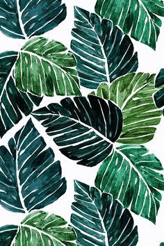 Detail Gambar Daun Monstera Wallpaper Nomer 34