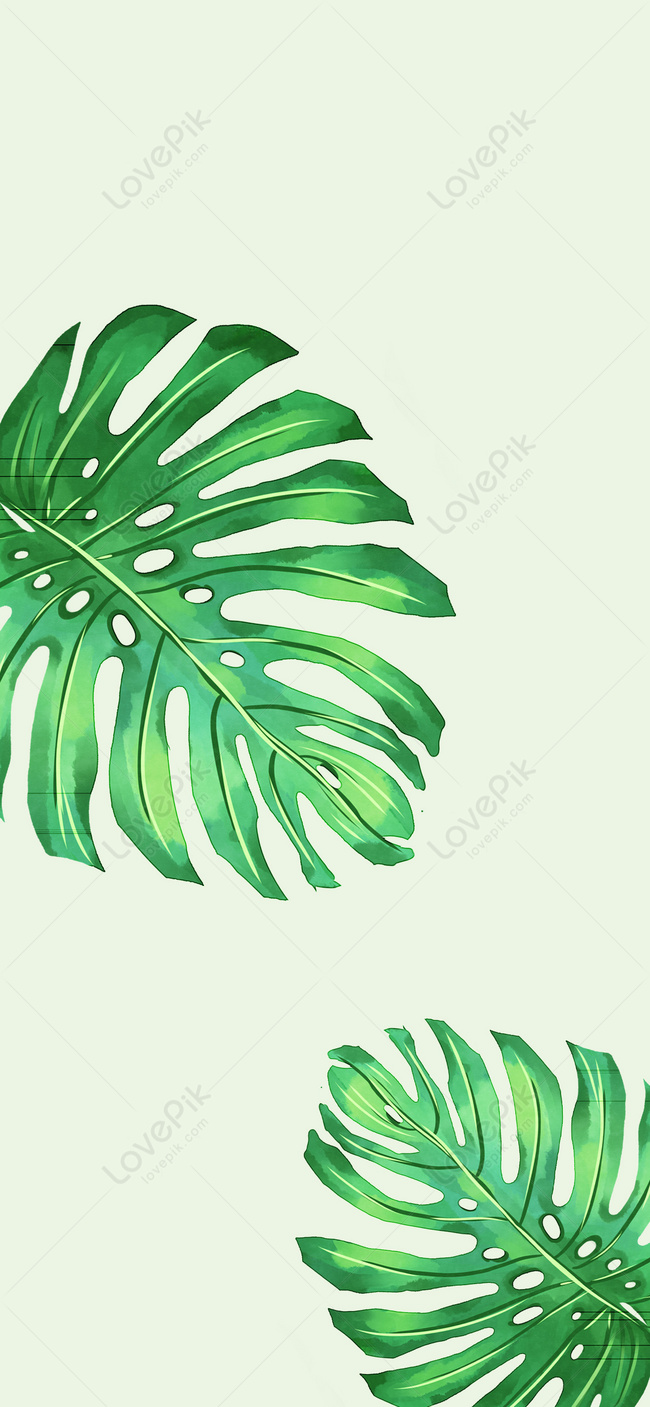 Download Gambar Daun Monstera Wallpaper Nomer 35