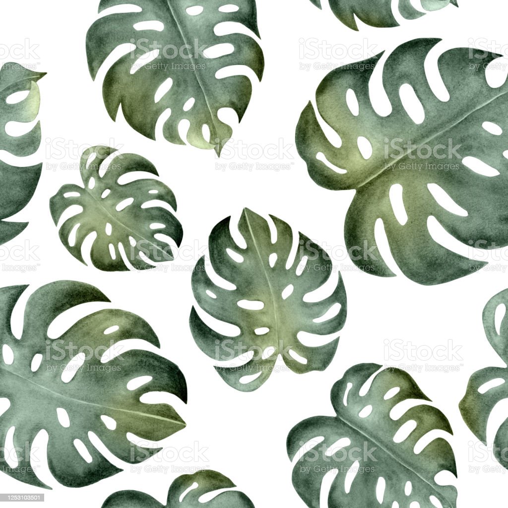 Detail Gambar Daun Monstera Wallpaper Nomer 36