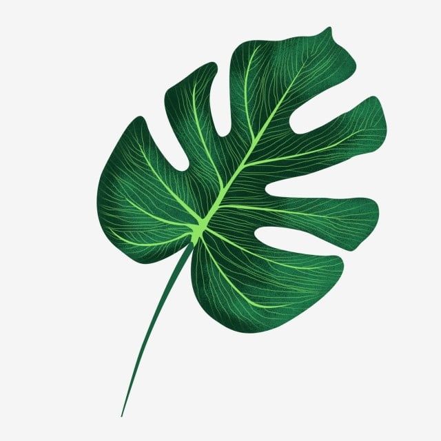 Detail Gambar Daun Monstera Wallpaper Nomer 39