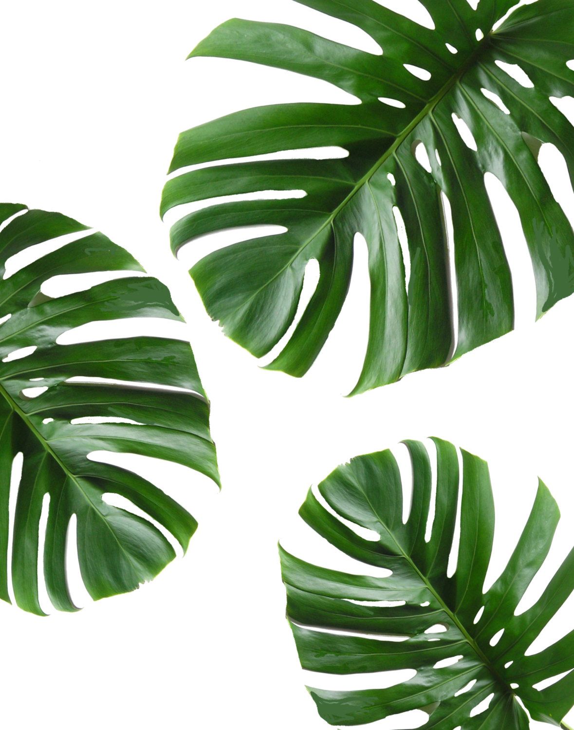 Detail Gambar Daun Monstera Wallpaper Nomer 5