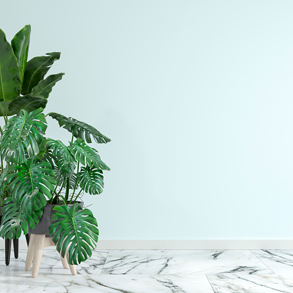 Detail Gambar Daun Monstera Wallpaper Nomer 43