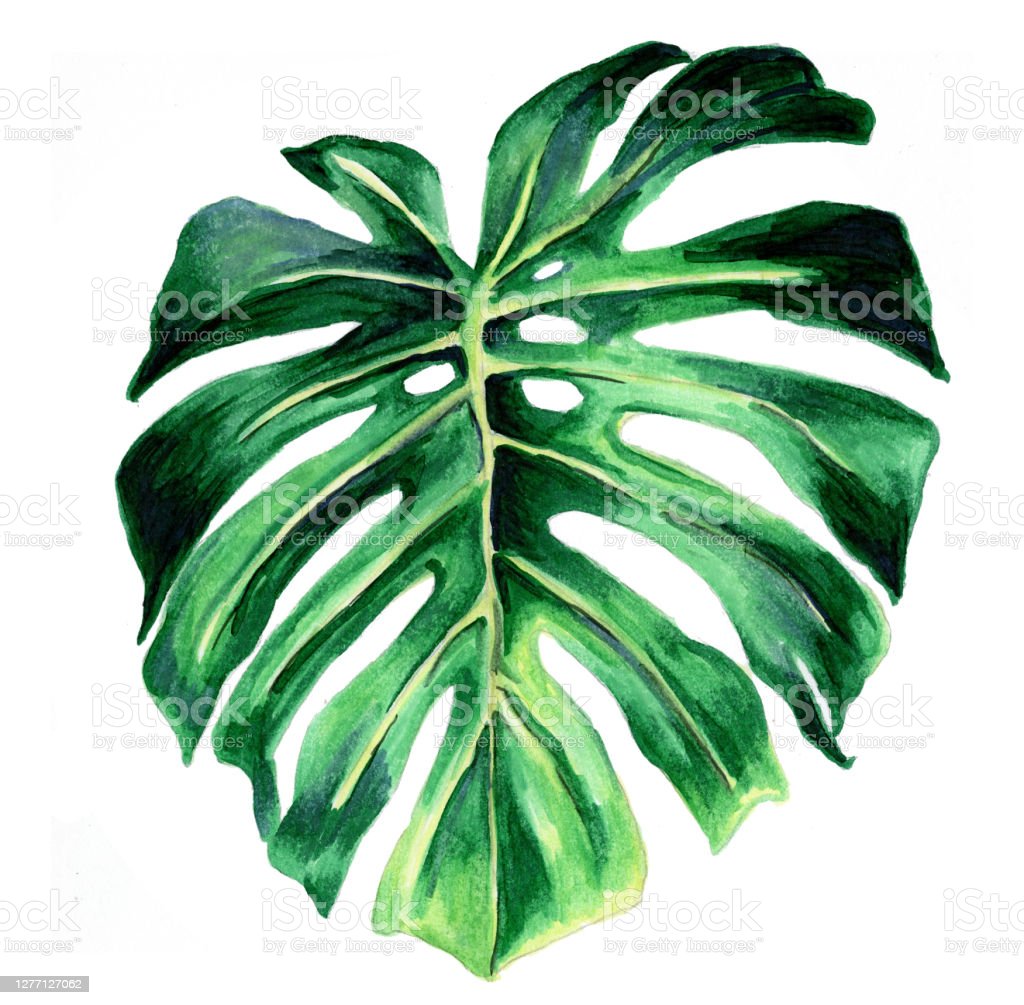 Detail Gambar Daun Monstera Wallpaper Nomer 45