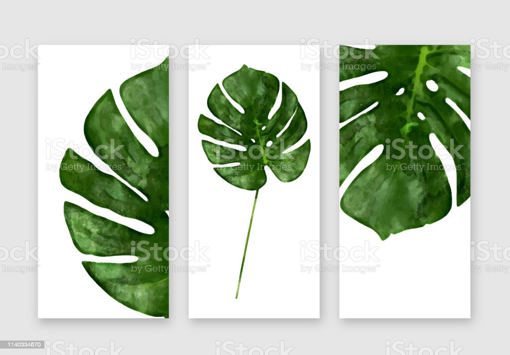 Detail Gambar Daun Monstera Wallpaper Nomer 46