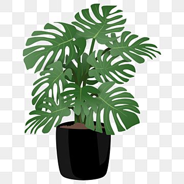 Detail Gambar Daun Monstera Wallpaper Nomer 53