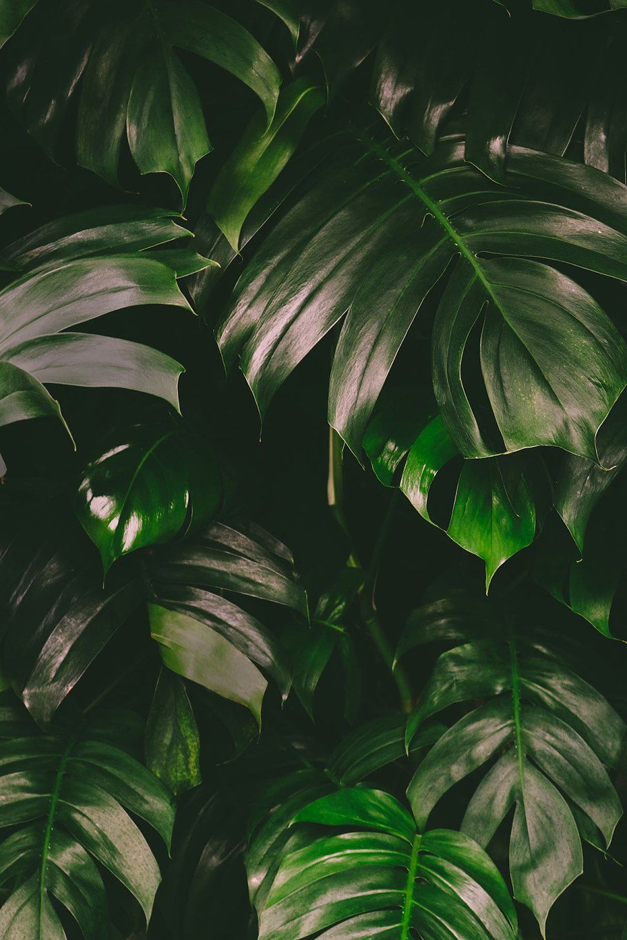 Detail Gambar Daun Monstera Wallpaper Nomer 56