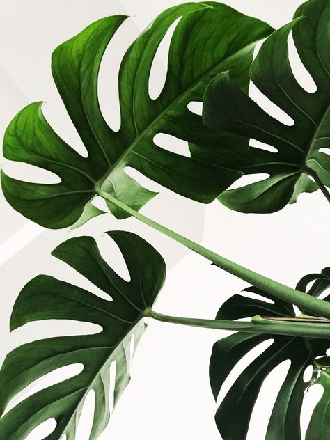 Detail Gambar Daun Monstera Wallpaper Nomer 8