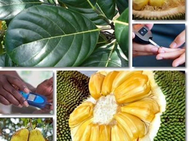 Detail Gambar Daun Nangka Nomer 41