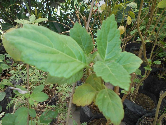 Detail Gambar Daun Nilam Nomer 43