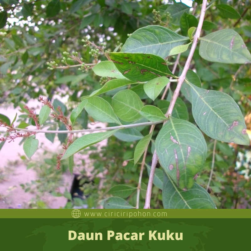 Detail Gambar Daun Pacar Nomer 13