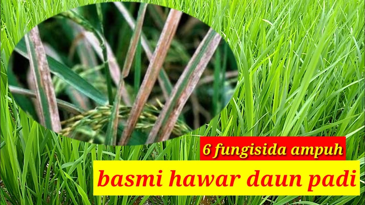 Detail Gambar Daun Padi Nomer 15