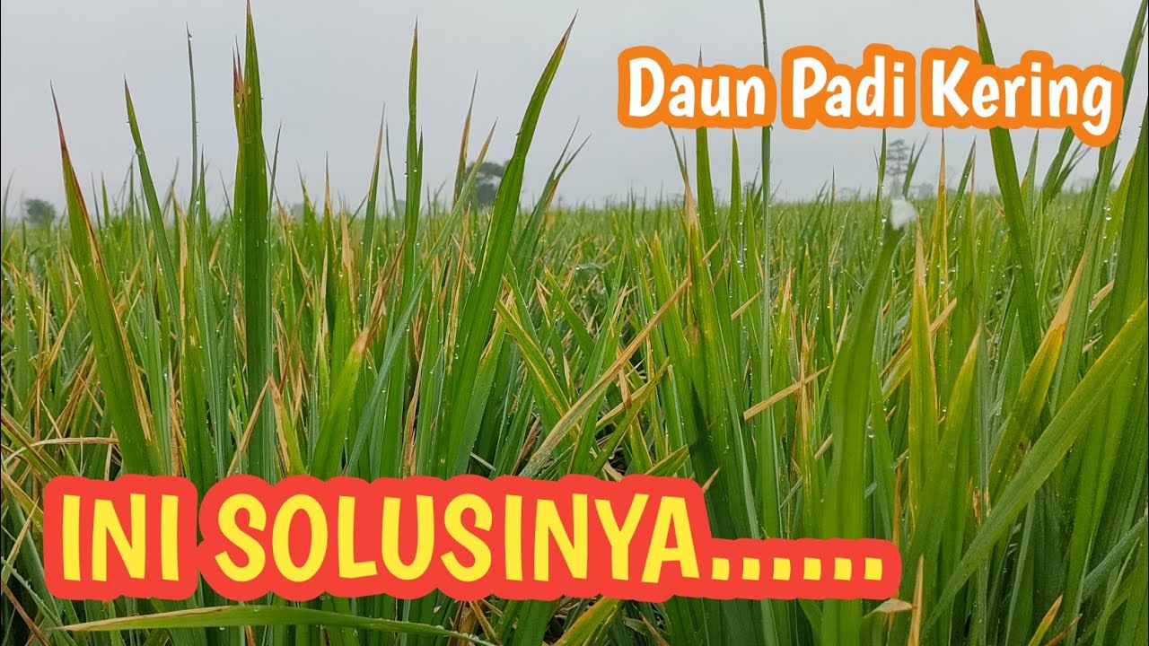 Detail Gambar Daun Padi Nomer 32