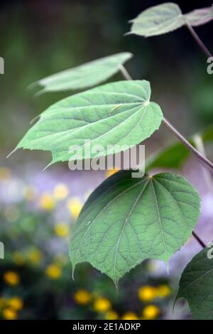 Detail Gambar Daun Paliasa Nomer 38