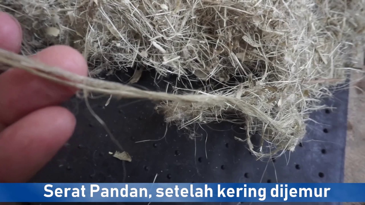 Detail Gambar Daun Pandan Berduri Nomer 29