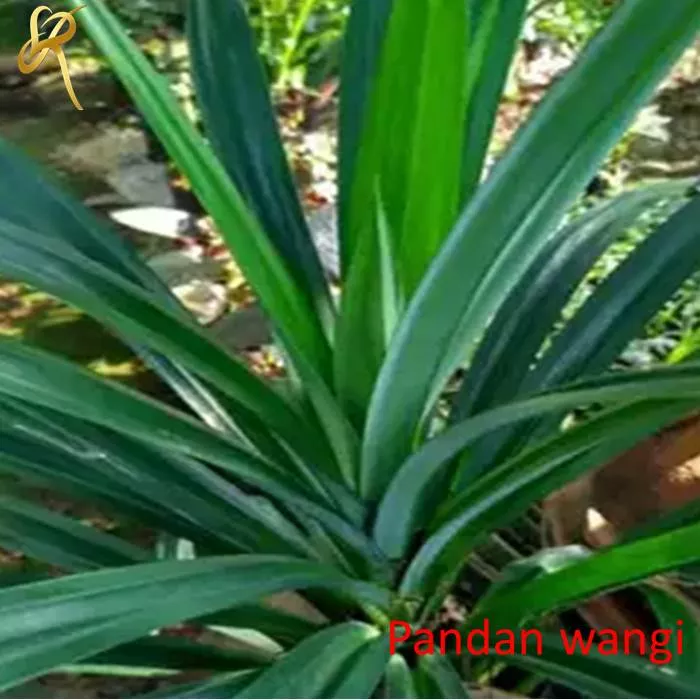 Detail Gambar Daun Pandan Dan Pewarnaannya Nomer 34